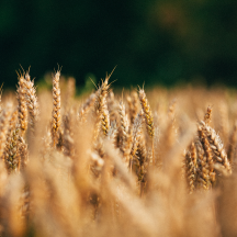 Aufsatz „Landwirtschaftszählung 2020<br>
Struktur, Bodennutzung und Viehhaltung“ im PDF-Format öffnen