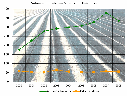 Anbau und Ernte von Spargel in Thüringen