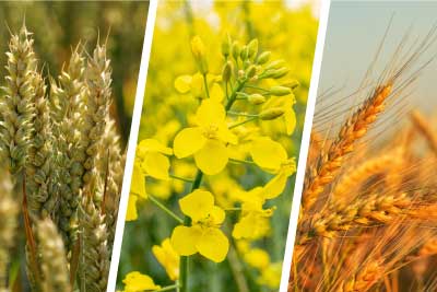 zur Pressemitteilung 207 vom 25. Juli 2024: „Bodennutzung 2024 <br><thin>Weniger Getreide und Winterraps auf Thringens Feldern</thin>“ im PDF-Format