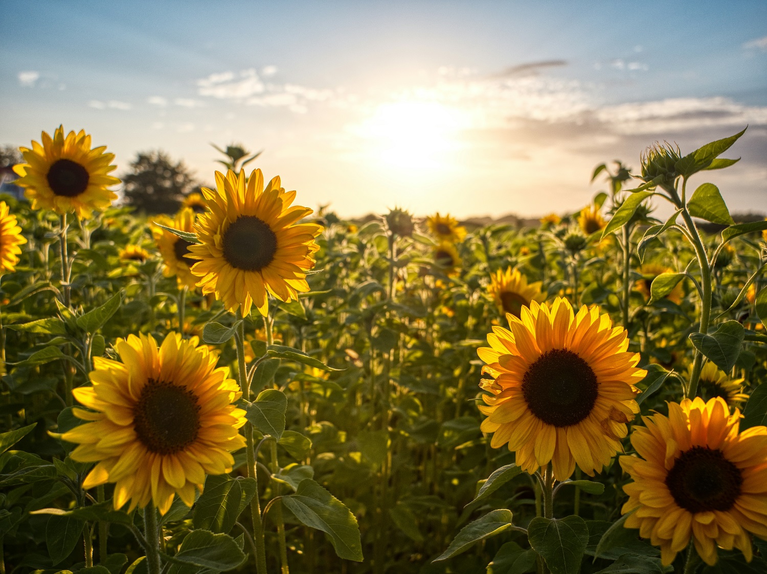 zur Pressemitteilung 113 vom 12. Mai 2025: „Anbauprognose für das Erntejahr 2025  <br><thin>Anbau von Sonnenblumen um mehr als ein Drittel gestiegen</thin>“ im PDF-Format