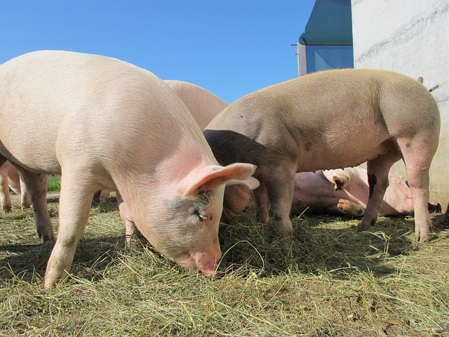 zur Pressemitteilung 145 vom 20. Juni 2025: „3. Mai 2025: Schweinebestnde gesunken“ im PDF-Format
