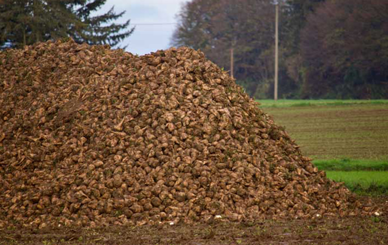 zur Pressemitteilung 009 vom 15. Januar 2026: &bdquo;Th�ringer Zuckerr�benernte f�llt leicht �berdurchschnittlich aus&ldquo; im PDF-Format