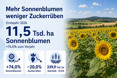 zur Pressemitteilung 116 vom 18. Mai 2026: &bdquo;Auf Th�ringens Feldern wachsen mehr Sonnenblumen und weniger Zuckerr�ben<br><thin>Anbauprognose f�r das Erntejahr&nbsp;2026</thin>&ldquo; im PDF-Format
