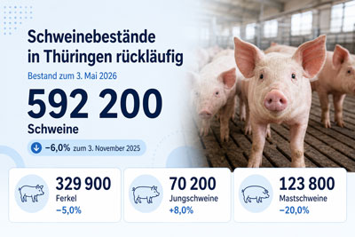 zur Pressemitteilung 147 vom 17. Juni 2026: &bdquo;Schweinebest�nde zum 3.&nbsp;Mai&nbsp;2026 r�ckl�ufig&ldquo; im PDF-Format