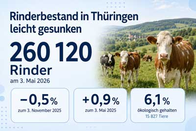 zur Pressemitteilung 156 vom 24. Juni 2026: „3. Mai 2026: Rinderbestand ist leicht gesunken“ im PDF-Format
