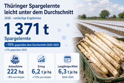 zur Pressemitteilung 179 vom 17. Juli 2026: &bdquo;Th�ringer Spargelernte f�llt leicht unterdurchschnittlich aus&ldquo; im PDF-Format