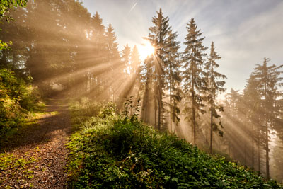 zur Pressemitteilung 215 vom 3. September 2026: &bdquo;Th�ringen ist zu einem Drittel mit Wald bedeckt&ldquo; im PDF-Format